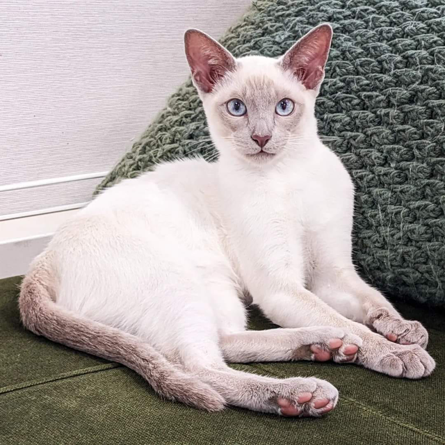Tonkinese Breeders Cats NSW